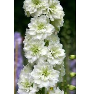 ΔΕΛΦΙΝΙΟΥΜ (ψευτοδελφ.)  ΛΕΥΚΟ  DELPHINIUM  VOLKENFRIEDEN WHITE